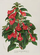 Van Houtte, Lemaire Original Folio Flower Print Plectopoma N Cor - Panteek Antique Prints