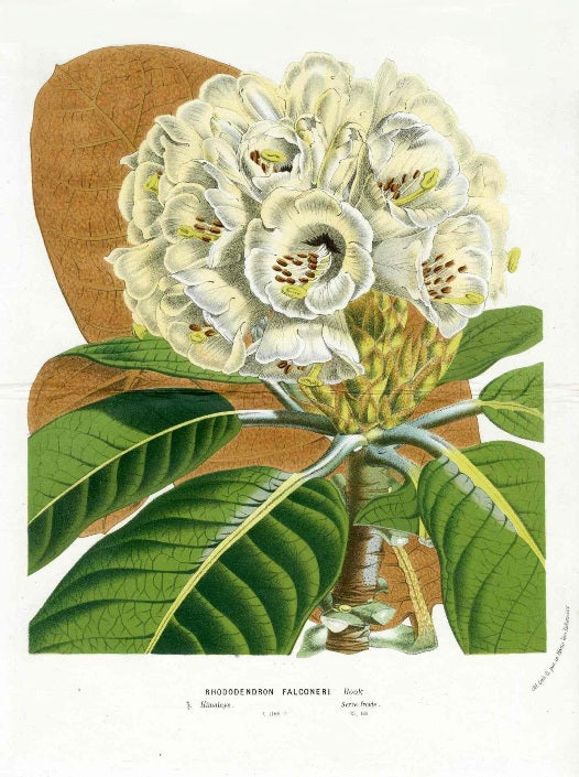 Van Houtte, Lemaire Original Folio Flower Print Rhododendron Fal