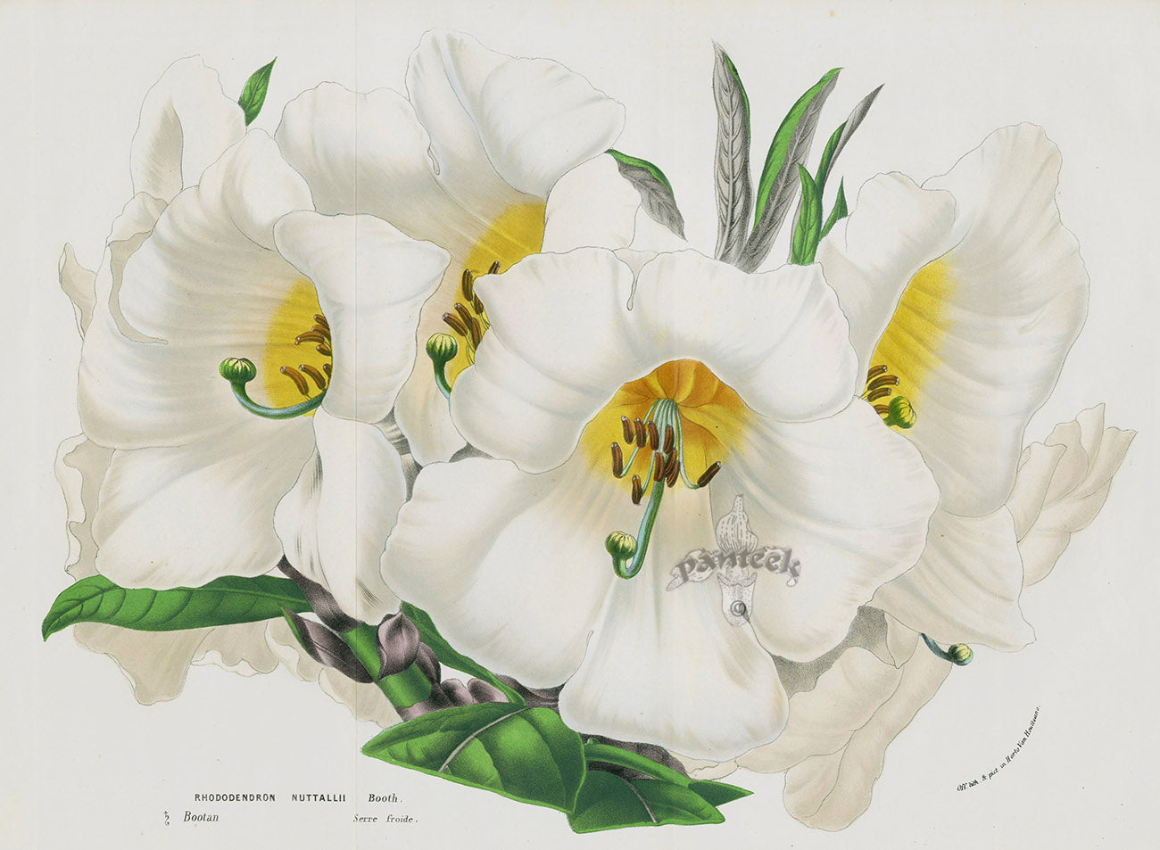 Van Houtte, Lemaire Original Folio Flower Print Rhododendron Nuttallii VNH208