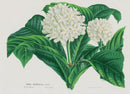Van Houtte, Lemaire Original Folio Flower Print Rudgea - Panteek Antique Prints