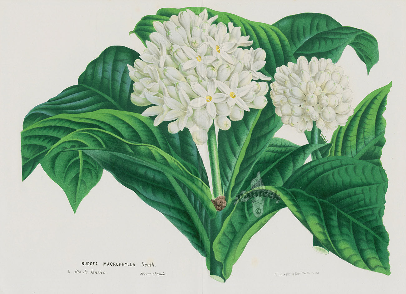 Van Houtte, Lemaire Original Folio Flower Print Rudgea