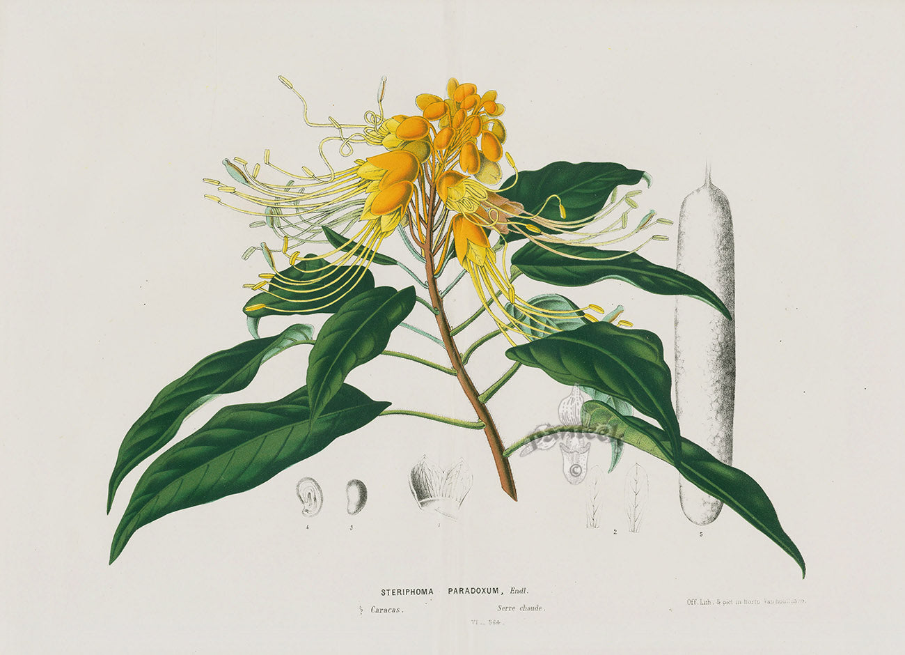 Van Houtte, Lemaire Original Folio Flower Print Steriphoma