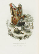 Varin Butterfly People 1852 Peacock of the Night at Rest - Panteek Antique Prints