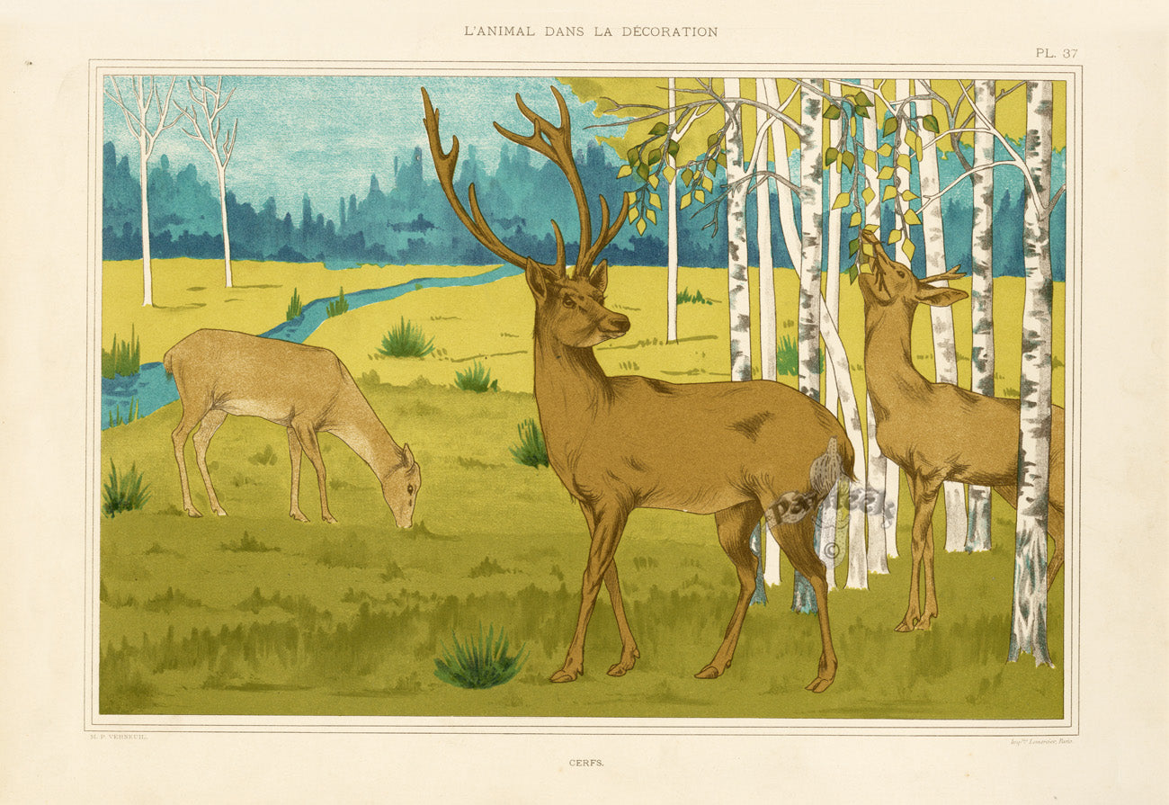 Verneuil & Grasset 1897 Cerfs