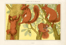 Verneuil & Grasset 1897 Ecureuils - Panteek Antique Prints