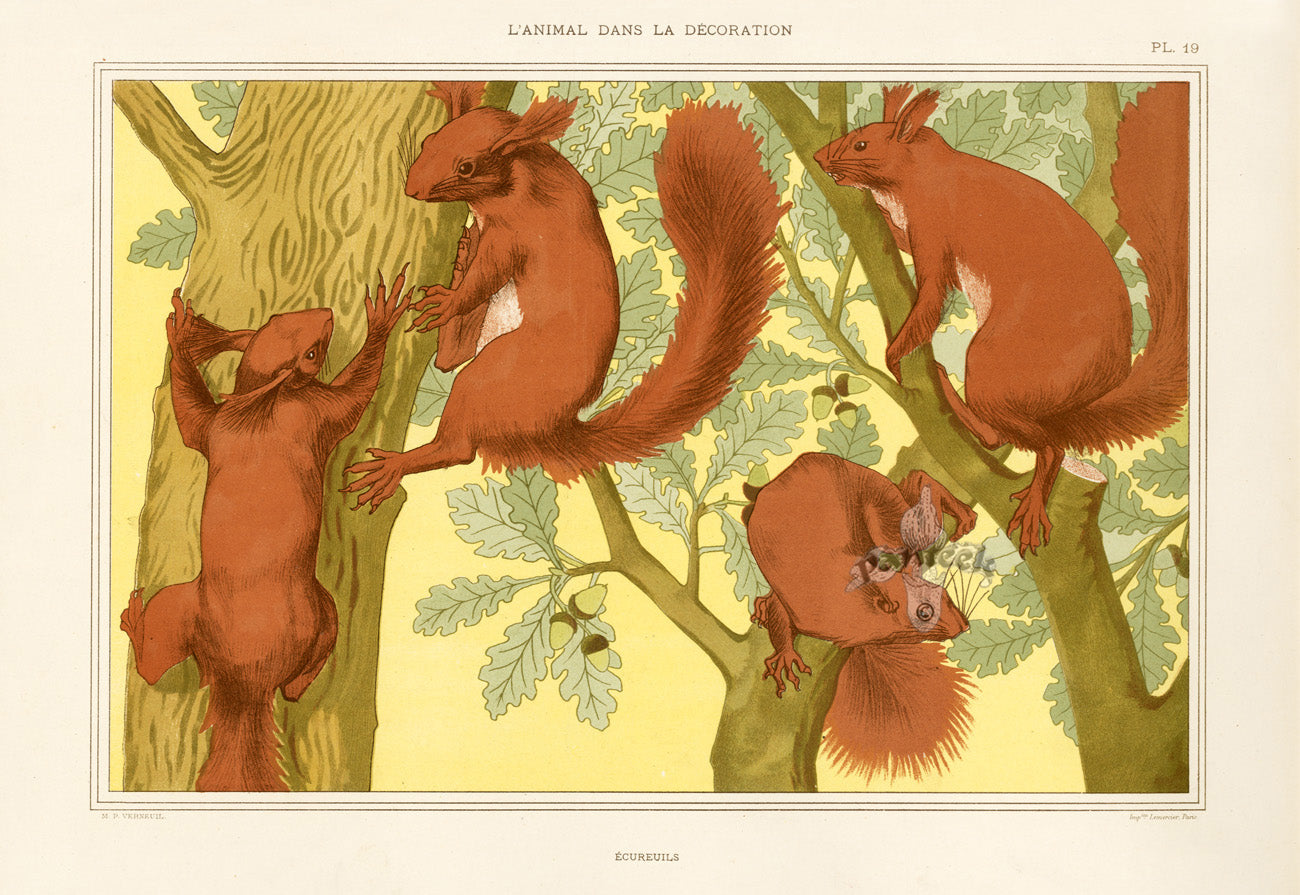 Verneuil & Grasset 1897 Ecureuils