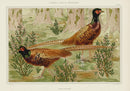 Verneuil & Grasset 1897 Faisans Ordinaires - Panteek Antique Prints