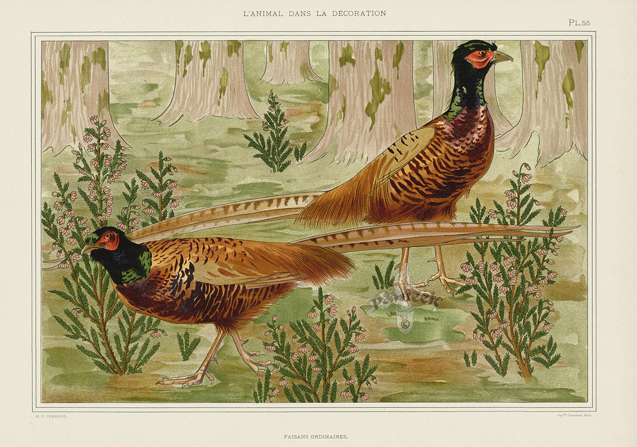 Verneuil & Grasset 1897 Faisans Ordinaires