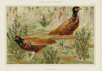 Verneuil & Grasset 1897 Faisans Ordinaires - Panteek Antique Prints