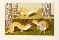 Verneuil & Grasset 1897 Hermines Vulgaires - Panteek Antique Prints