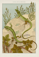 Verneuil & Grasset 1897 Lizard - Panteek Antique Prints