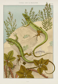 Verneuil & Grasset 1897 Lizard - Panteek Antique Prints