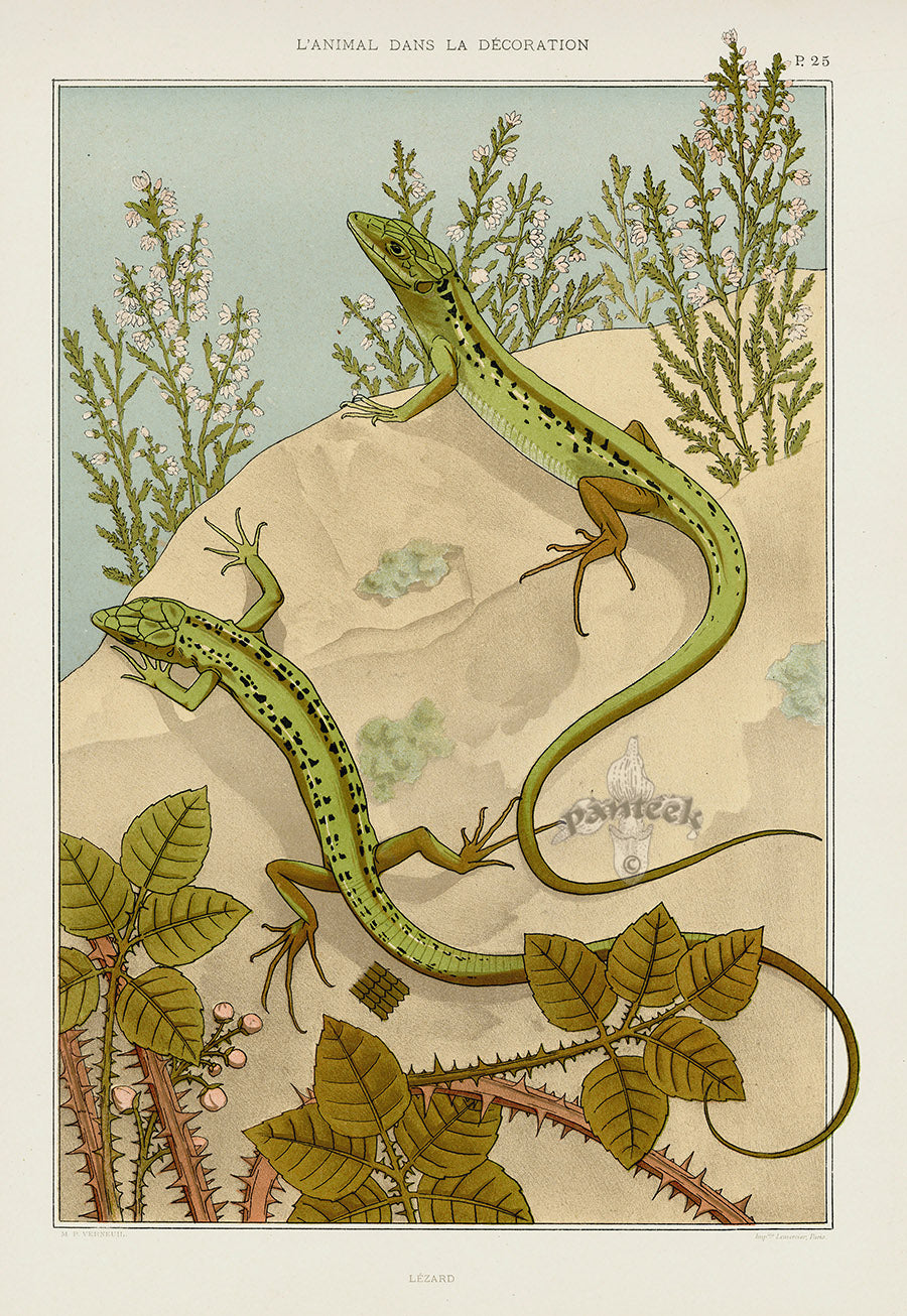 Verneuil & Grasset 1897 Lizard