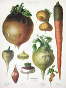 Vilmorin Vegetable Garden Beetroot, Onion, Mangel - Panteek Antique Prints