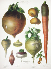 Vilmorin Vegetable Garden Beetroot, Onion, Mangel - Panteek Antique Prints