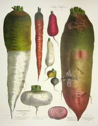 Vilmorin Vegetable Garden Carrot, Radish, Turnips - Panteek Antique Prints