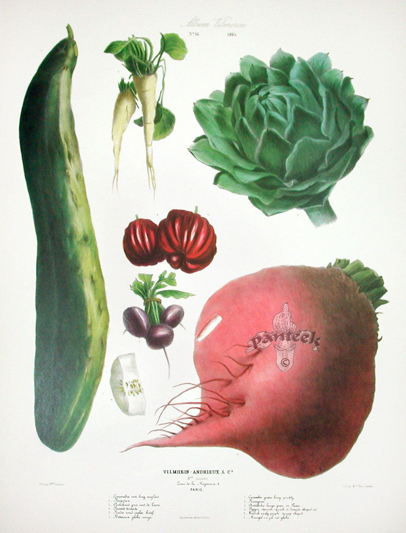 Vilmorin Vegetable Garden Cucumber, Artichoke, Pepper