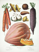 Vilmorin Vegetable Garden Potatoes, Squash, Onion - Panteek Antique Prints