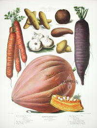 Vilmorin Vegetable Garden Potatoes, Squash, Onion - Panteek Antique Prints