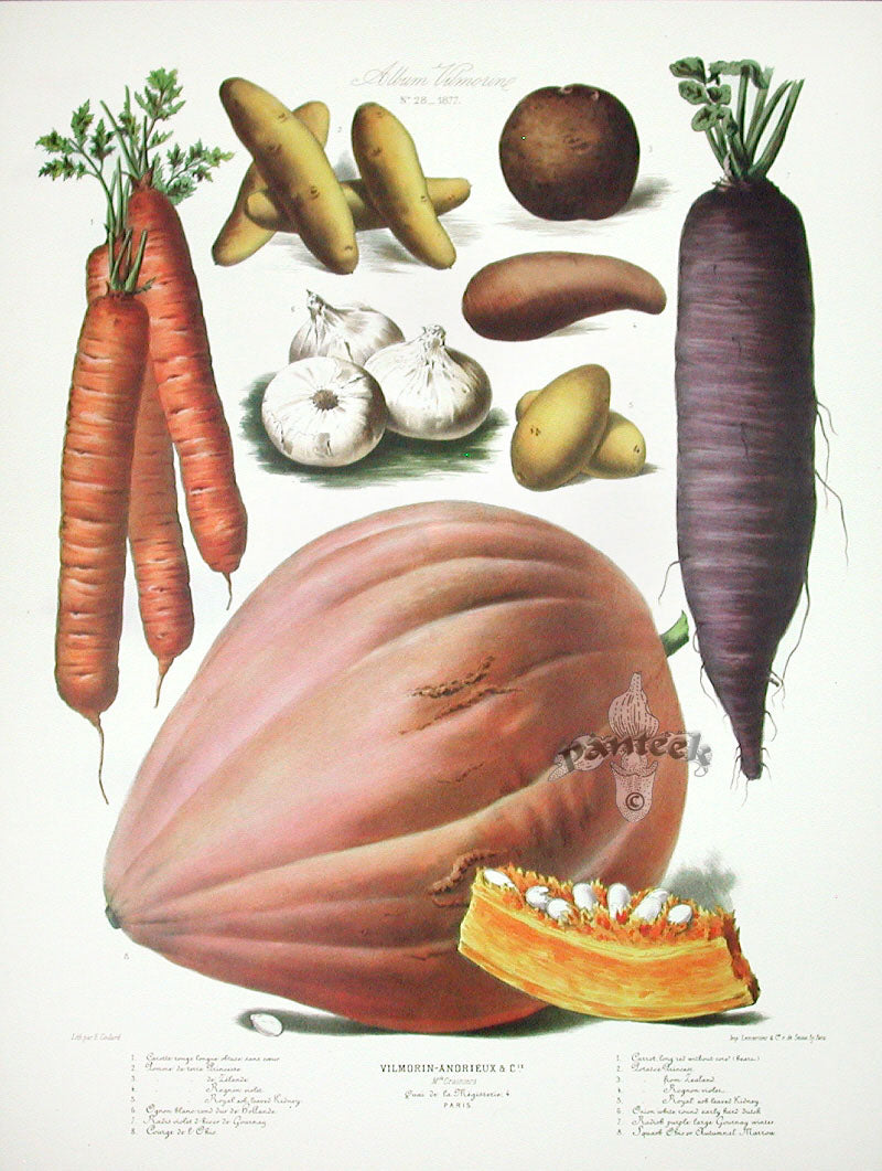 Vilmorin Vegetable Garden Potatoes, Squash, Onion
