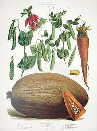Vilmorin Vegetable Garden Radish, Peas, Squash - Panteek Antique Prints