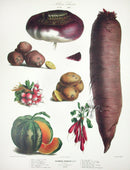 Vilmorin Vegetable Garden Turnip, Cantalope Melon - Panteek Antique Prints
