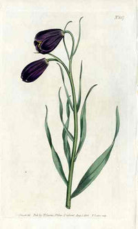 Violet Frilillaria Curtis Carnivorous Botanical - Panteek Antique Prints