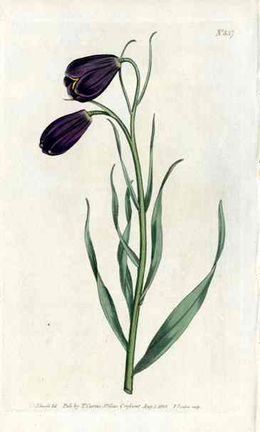 Violet Frilillaria Curtis Carnivorous Botanical