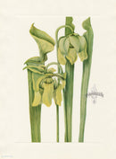 Walcott 1925 Trumpet leaf Sarracenia Pitcher Plant - Panteek Antique Prints