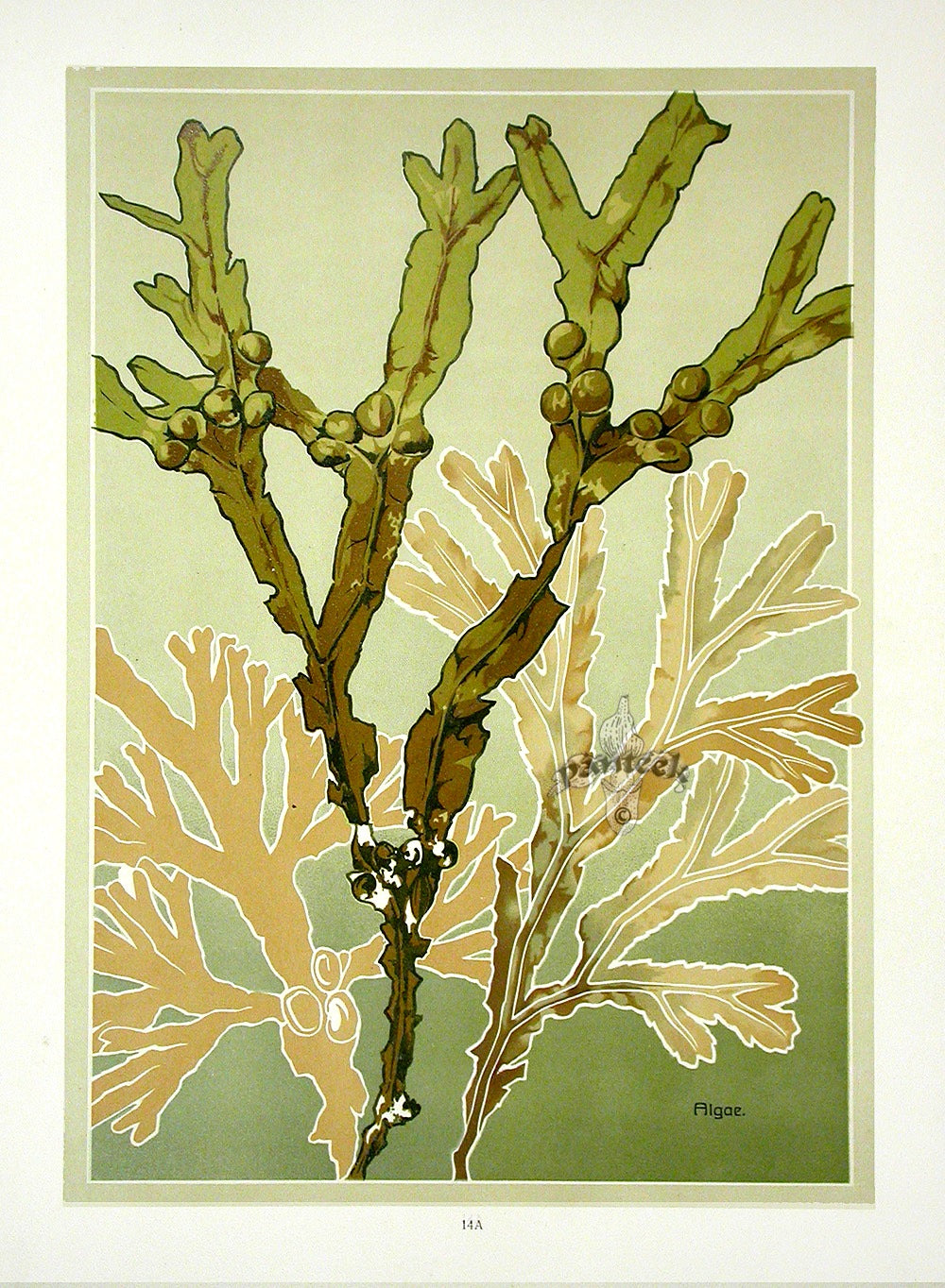 Weigner Nature Studies and Compositions 1905 Algae Print