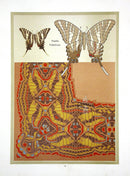 Weigner Nature Studies and Compositions 1905 Butterfly Print - Panteek Antique Prints