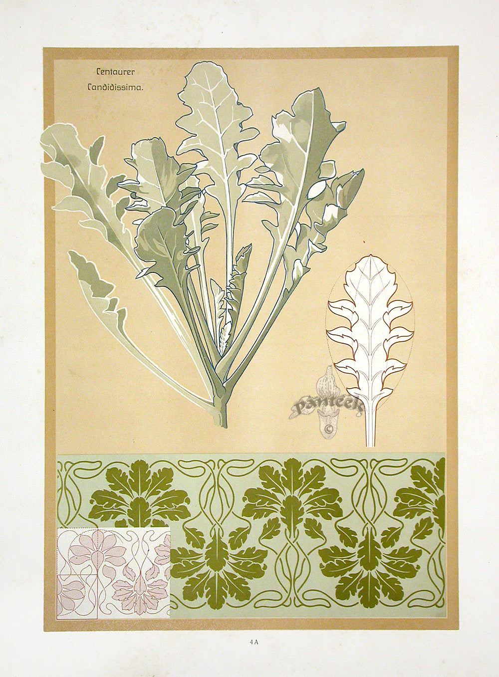 Weigner Nature Studies and Compositions 1905 Dusty Miller