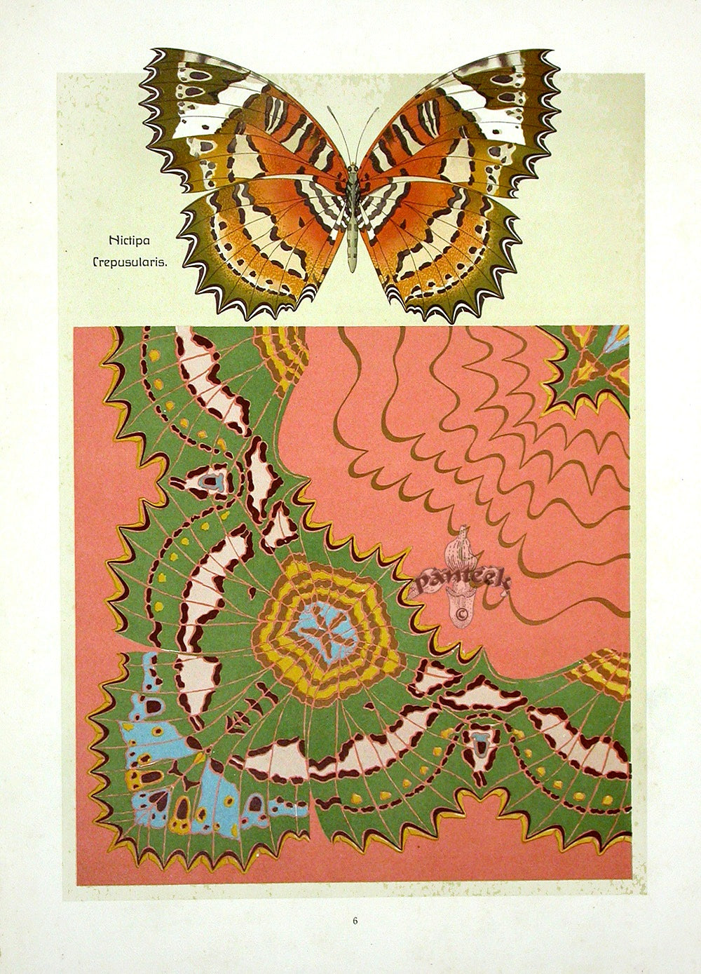 Weigner Nature Studies and Compositions 1905 Moth