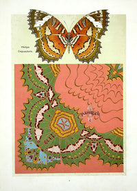 Weigner Nature Studies and Compositions 1905 Moth - Panteek Antique Prints