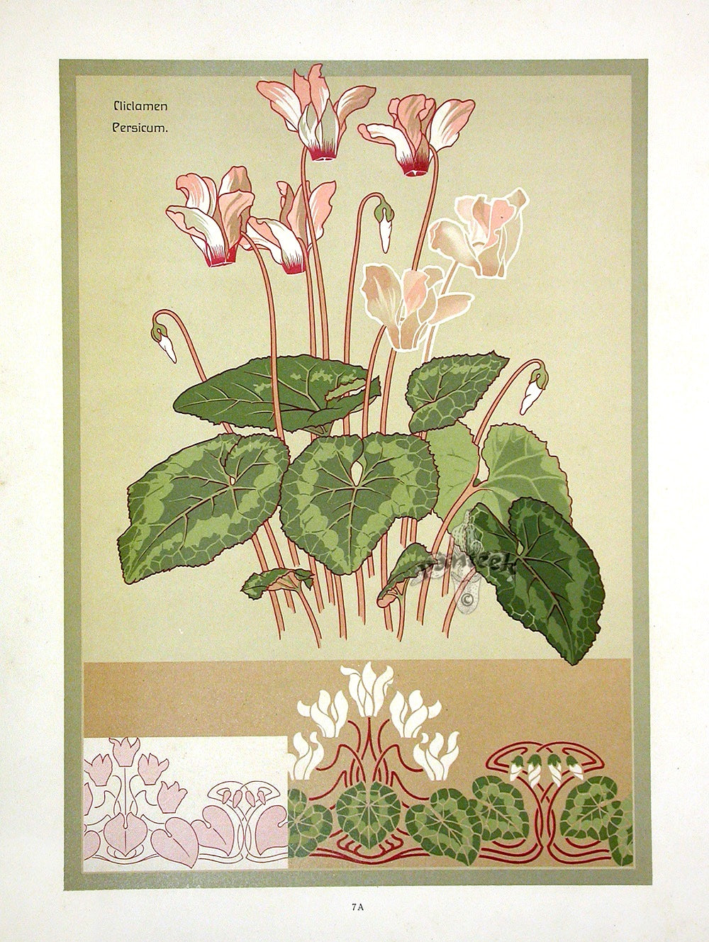 Weigner Nature Studies and Compositions 1905 Persian Cyclamen