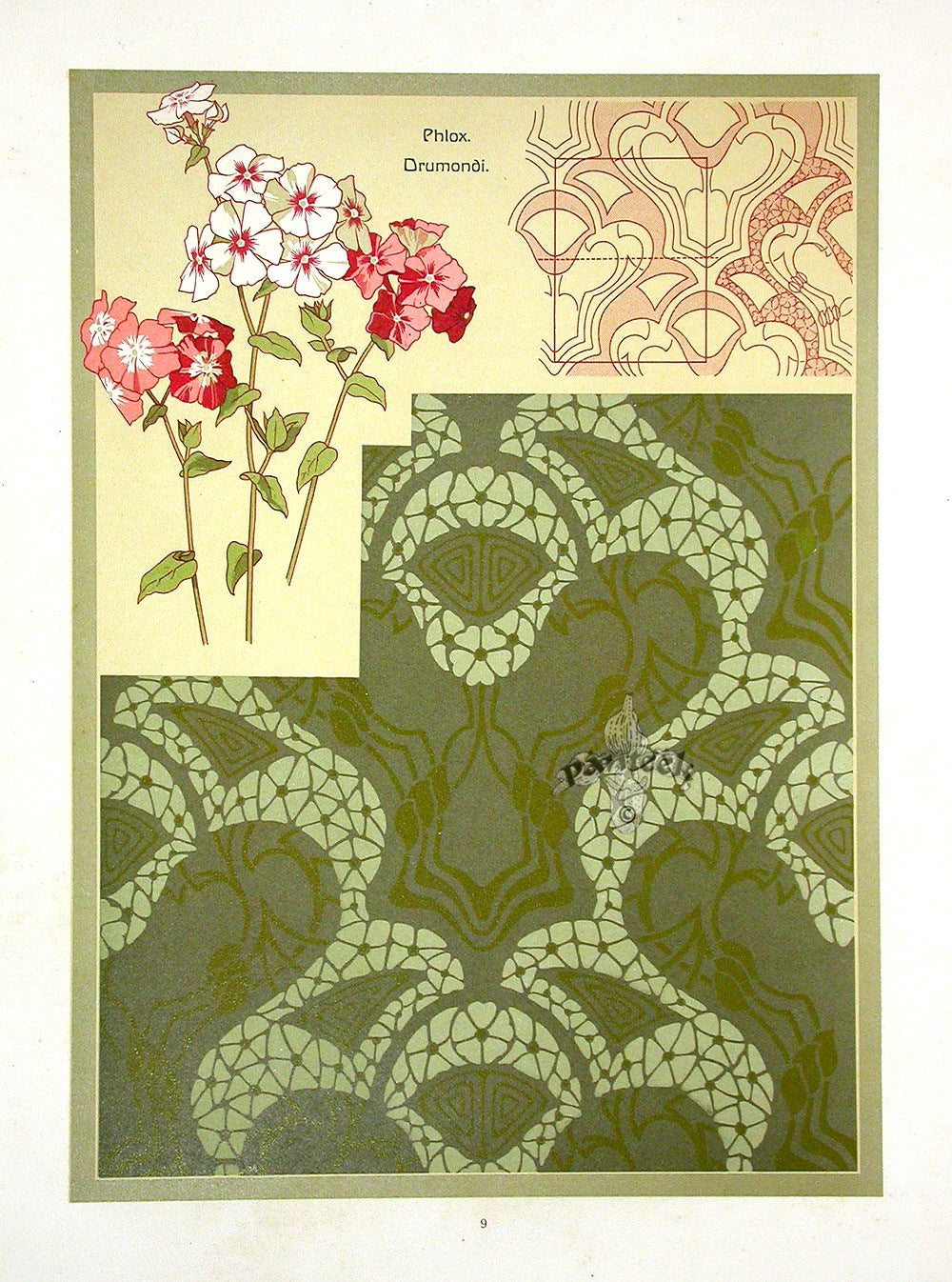 Weigner Nature Studies and Compositions 1905 Phlox