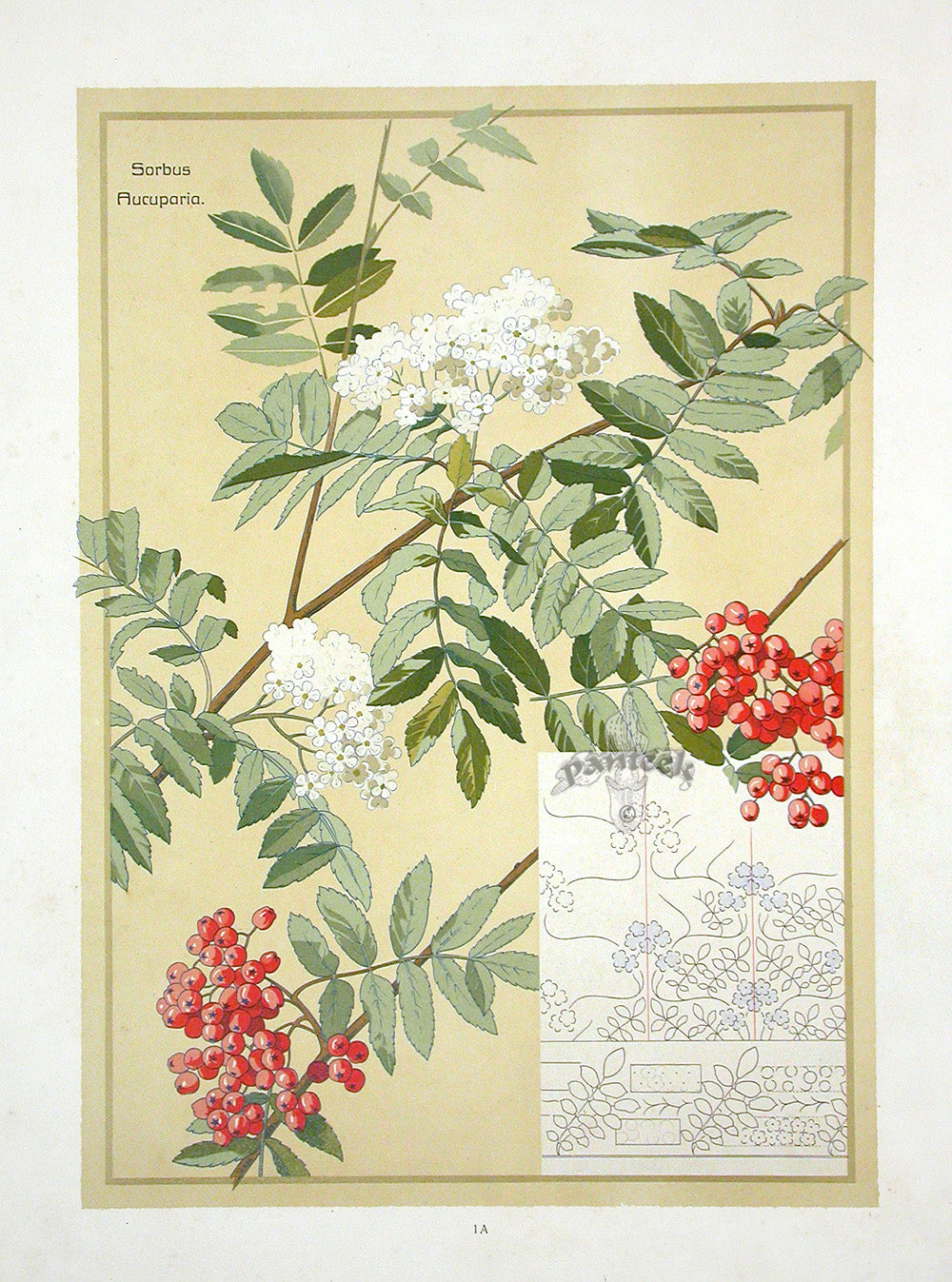 Weigner Nature Studies and Compositions 1905 Rowan