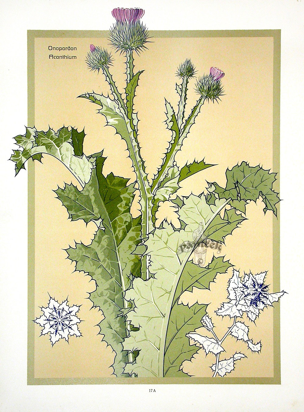 Weigner Nature Studies and Compositions 1905 Thistle