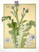 Weigner Nature Studies and Compositions 1905 Thistle - Panteek Antique Prints