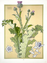 Weigner Nature Studies and Compositions 1905 Thistle - Panteek Antique Prints