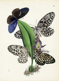 Westwood Insect & Butterfly Print 1848 Hestia Butterfly - Panteek Antique Prints