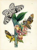 Westwood Insect & Butterfly Print 1848 Hestia, Sphinx Moth - Panteek Antique Prints