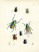 Westwood Insect & Butterfly Print 1848 Jumnos Ruckeri Beetle - Panteek Antique Prints