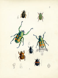 Westwood Insect & Butterfly Print 1848 Jumnos Ruckeri Beetle - Panteek Antique Prints