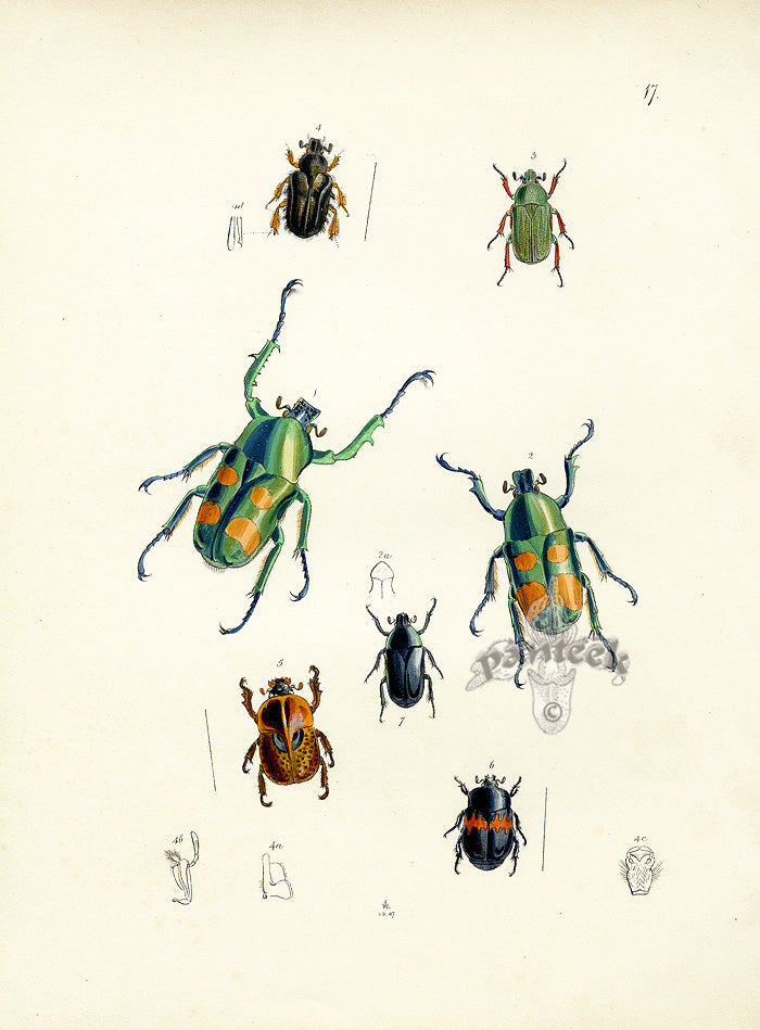 Westwood Insect & Butterfly Print 1848 Jumnos Ruckeri Beetle
