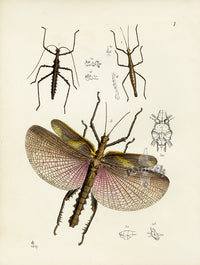 Westwood Insect & Butterfly Print 1848 Large Walking Stick - Panteek Antique Prints