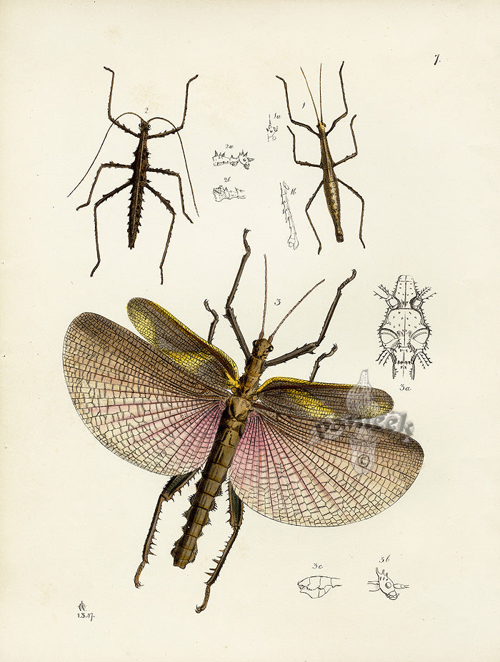 Westwood Insect & Butterfly Print 1848 Large Walking Stick