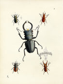 Westwood Insect & Butterfly Print 1848 Lucanus Dux Beetle - Panteek Antique Prints