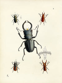 Westwood Insect & Butterfly Print 1848 Lucanus Dux Beetle - Panteek Antique Prints