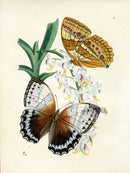 Westwood Insect & Butterfly Print 1848 Morpho Camadeva Butterfly - Panteek Antique Prints
